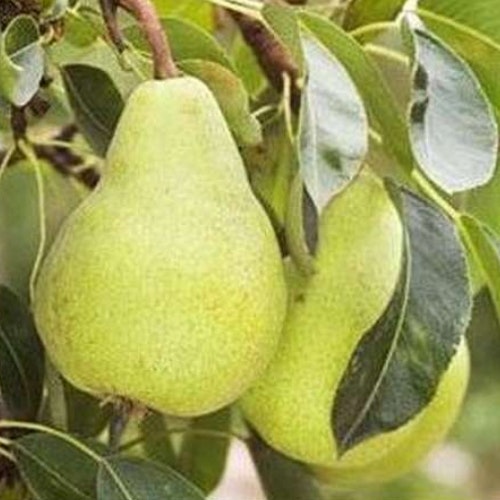 'Packhams Triumph' Pear Tree