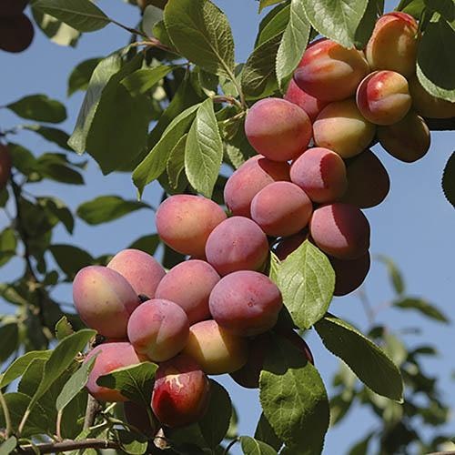 'Victoria' Plum Tree