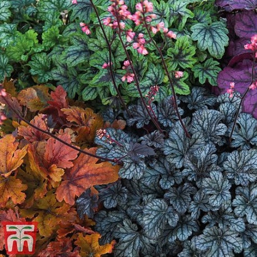 Heuchera 'Mosaic'