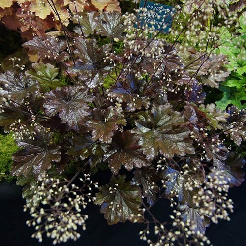 Heuchera 'Metallic Shimmer'