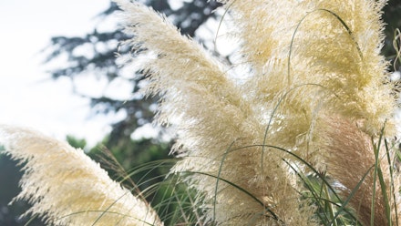 Garden trend 8: Fluffy grass Garden trend 8: Fluffy grass
