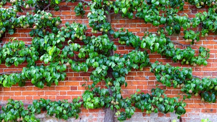 Garden trend 5: Fancy fruit tree fences Garden trend 5: Fancy fruit tree fences