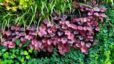 Garden trend 3: Mixing dark leaves with green Garden trend 3: Mixing dark leaves with green