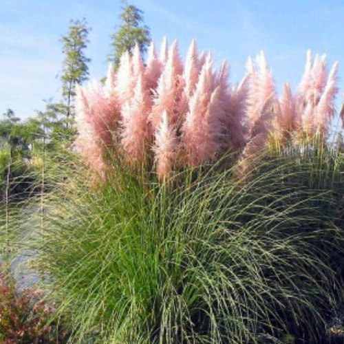 Pink Pampas Grass