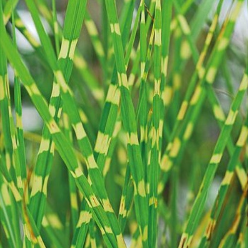 Miscanthus Sinensis u2018Zebrinusu2019