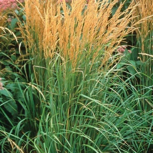 Feather Reed-Grass u2018Karl Foersteru2019