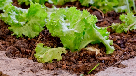 Lettuce planted in peat-free compost Lettuce planted in peat-free compost