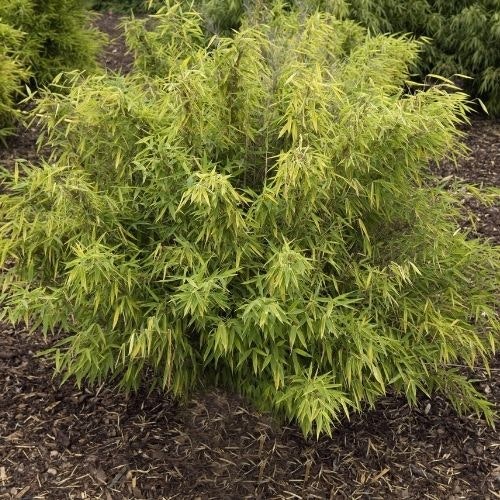 Fargesia murielae ("Umbrella Bamboo")