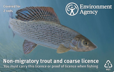 The elegant grayling The elegant grayling