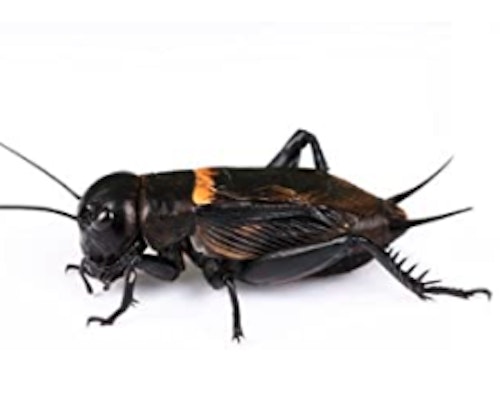 livefoods4u Live Black Crickets