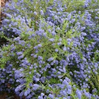 Ceanothus 'Concha' - Californian lilac