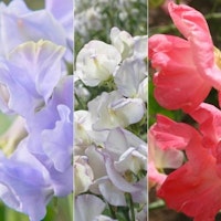 Sweet Pea collection 'Highly Scented'