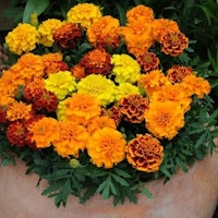 Marigold 'Mixed' - French marigold