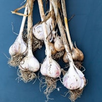 Wilko Garlic Bulbs (Pack of 3)
