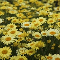 Anthemis tinctoria 'E.C. Buxton' dyer's chamomile