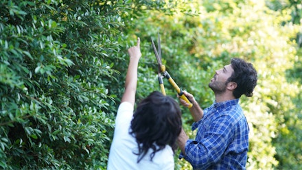 Couple using garden shears on hedge Couple using garden shears on hedge