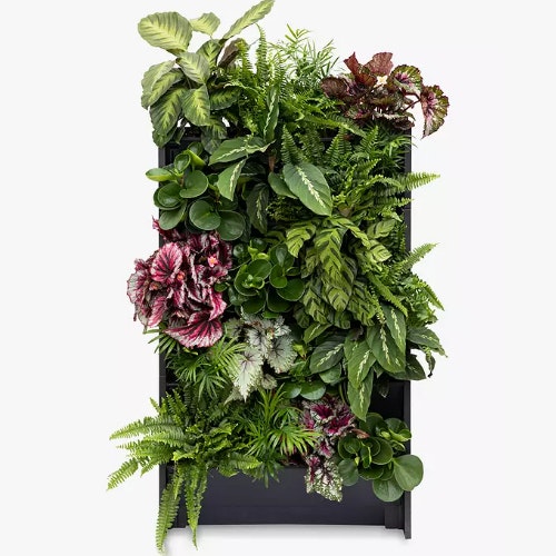 The Little Botanical 20 Indoor House Plants Living Wall