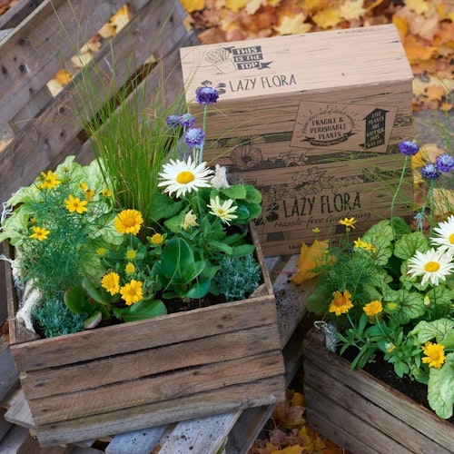 Lazy Flora Outdoor Plant Subscription