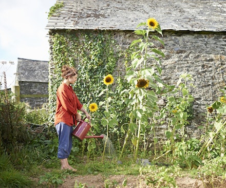 woman watering sunflowers woman watering sunflowers