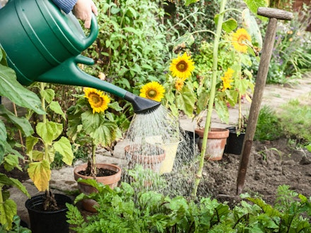 woman watering sunflowers woman watering sunflowers