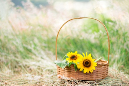 Sunflowers in a basket Sunflowers in a basket