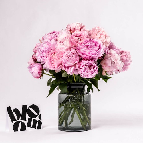 SARAH BERNHARDT PINK PEONY