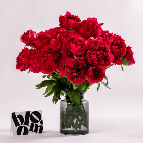 By Bloom Red Charm Peony
