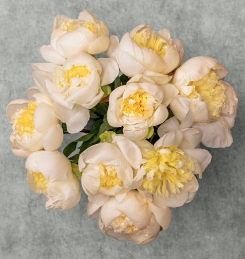 Waitrose Scented White British Peonies