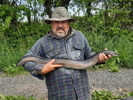 Alan-Jump-6lb-eel