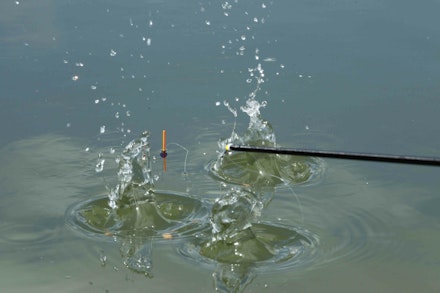 3-Bait-landing-around-pole-float