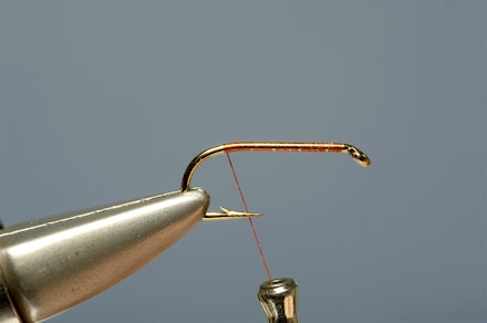 lime-tail_HE-1
