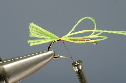 lime-tail_HE-2-2