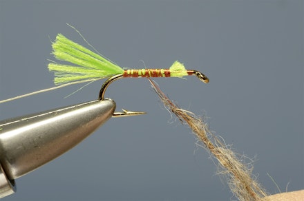 lime-tail_HE-4