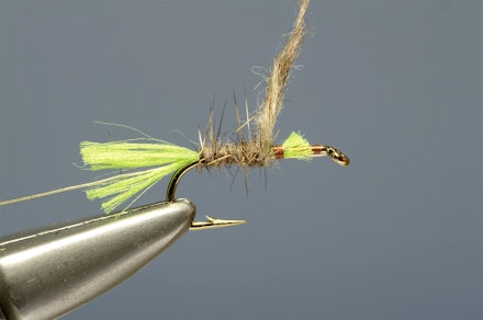 lime-tail_HE-5