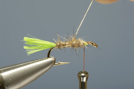 lime-tail_HE-6