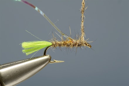lime-tail_HE-7