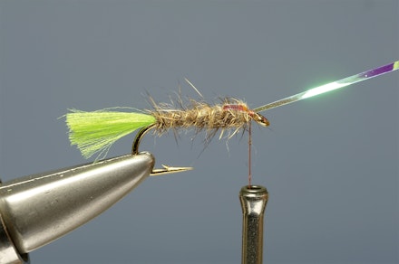 lime-tail_HE-8