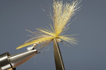 mayfly_emerger-10