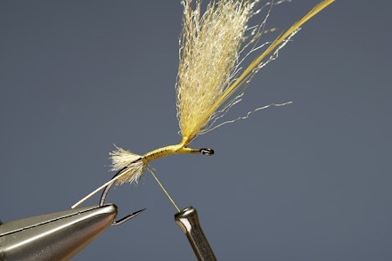mayfly_emerger-2-1