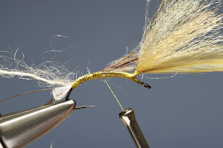 mayfly_emerger-4