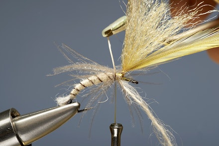 mayfly_emerger-7