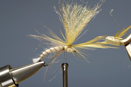 mayfly_emerger-9