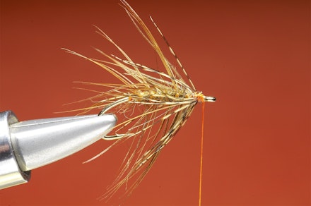 Shrimper-seq-8
