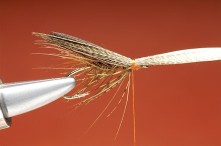 Shrimper-seq-9