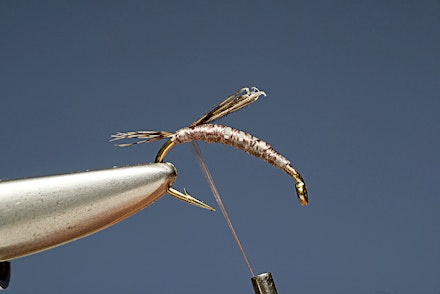 tan_shrimp-2