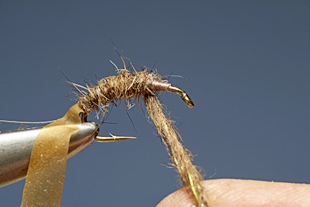 tan_shrimp-4