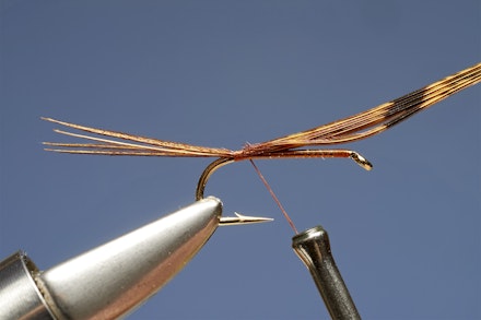 UV_gold_dabbler-1