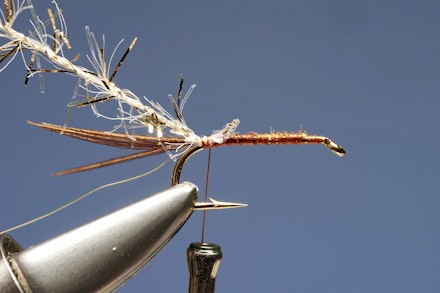 UV_gold_dabbler-2