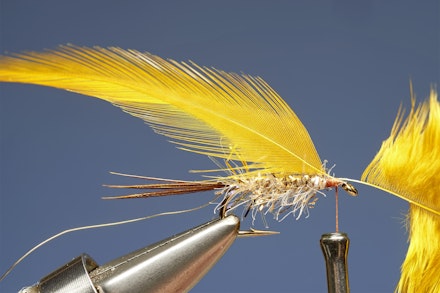 UV_gold_dabbler-4