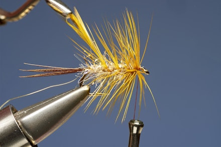 UV_gold_dabbler-5